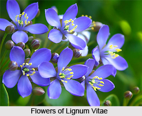 Lignum Vitae , Indian Plants