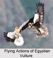 Egyptian Vultures, Indian Bird
