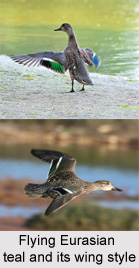 Eurasian teal, Indian Bird