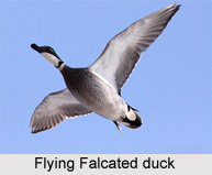 Falcated duck, Indian Bird
