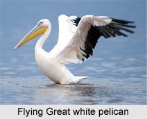 Great White Pelican, Indian Bird