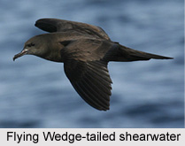 Wedge-Tailed Shearwater, Indian Bird