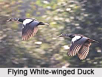 White-Winged Duck, Indian Bird