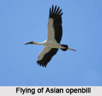 Asian Openbill, Indian Bird