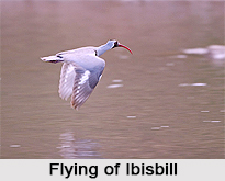 Ibisbill, Indian Bird