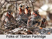 Tibetan partridge, Indian Bird