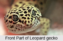 Leopard Gecko, Indian Reptile