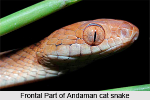 Andaman Cat Snake, Indian Reptile