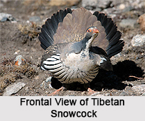 Tibetan snowcock, Indian Bird