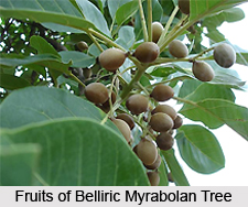 Belliric Myrabolan , Indian Plant