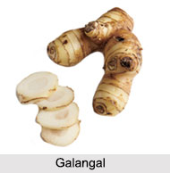 Root Type Spices, Indian Spices