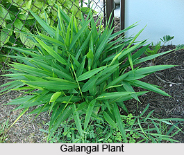 Galangal