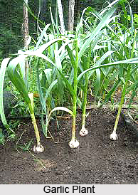 Garlic