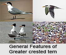 Greater Crested Tern, Indian Bird