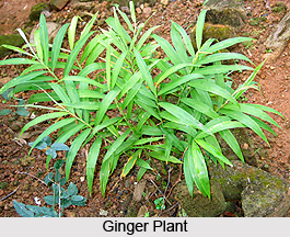 Ginger