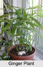 Indian Medicinal Plants