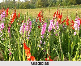 Indian Flora and Fauna of the Northern Zone