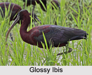Indian Ibis