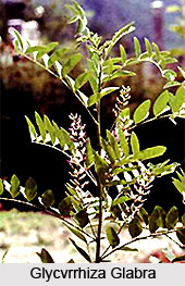 Myopia or Dristi Dosha