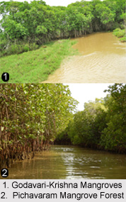 Mangrove in India