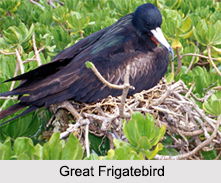 Indian Frigatebirds, Indian Birds