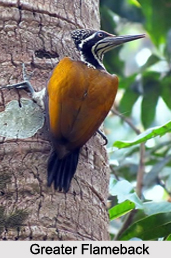 Indian Flamebacks, Indian Birds