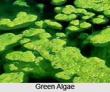 Algae