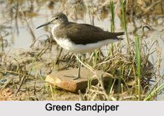 Indian Sandpipers, Indian Birds