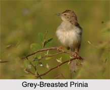 Indian Prinia, Indian Bird