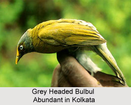 Grey-Headed Bulbul, Indian Bird