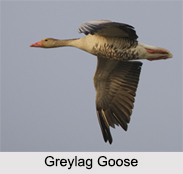 Indian Gooses, Indian Goose