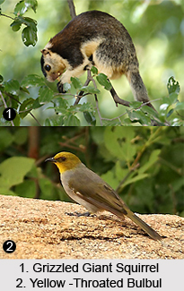 South Deccan Plateau Dry Deciduous Forests in India