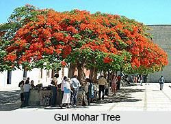 Gul Mohr flower