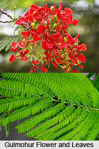 Gulmohur, Indian Medicinal Plant