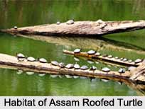 Assam Roofed Turtle, Indian Reptile