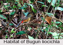 Bugun Liocichla, Indian Bird