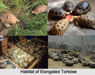 Elongated Tortoise, Indian Reptile