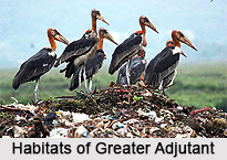 Greater adjutant, Indian Bird
