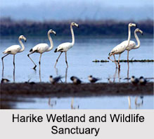 Wildlife Sanctuaries in Punjab, Indian Wildlife Sanctuaries