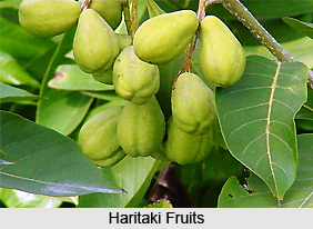 Haritaki, Indian Medicinal Plant
