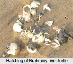 Brahminy River Turtle, Indian Reptile