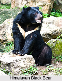 Dachigam Wildlife Sanctuary, Jammu and Kashmir