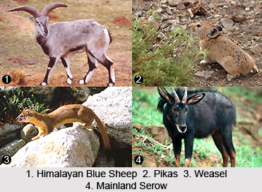 Montane Grasslands and Shrub-Lands in India