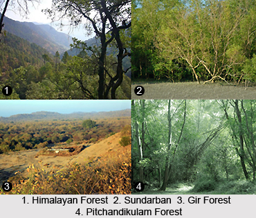 Distribution of Forests in India