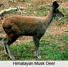 Nanda Devi Sanctuary, Garhwal Himalayas