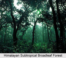 Forests in Northern India