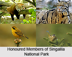 Singalila National Park, Darjeeling District, West Bengal