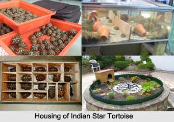Indian Star Tortoise, Indian Reptile