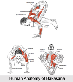 Bakasana