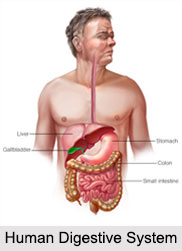 Indigestion, Stomach Ailment